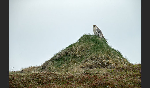 Gerfalke (Falco rusticolus)