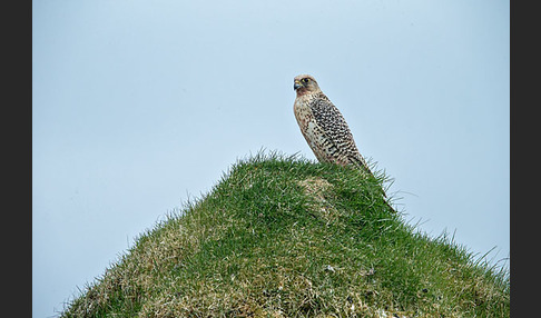 Gerfalke (Falco rusticolus)