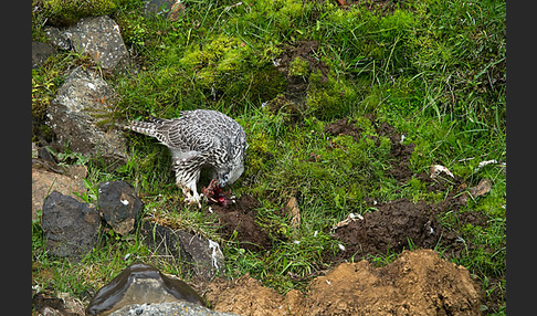 Gerfalke (Falco rusticolus)