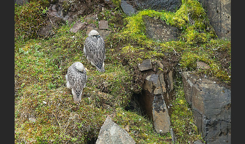 Gerfalke (Falco rusticolus)