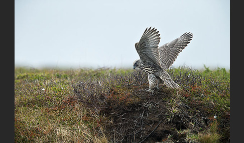 Gerfalke (Falco rusticolus)