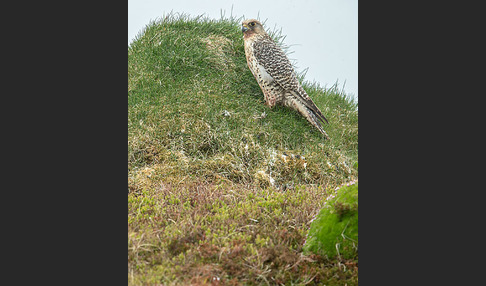 Gerfalke (Falco rusticolus)