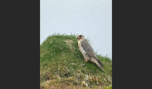 Gerfalke (Falco rusticolus)