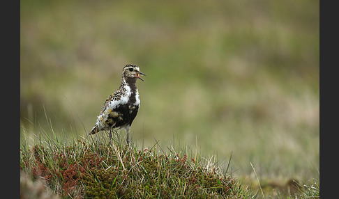 Goldregenpfeifer (Pluvialis apricaria)