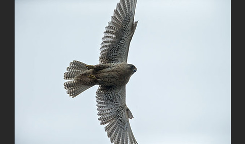 Gerfalke (Falco rusticolus)