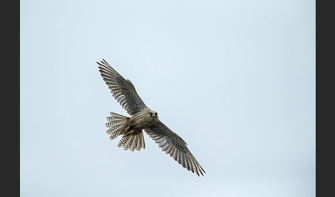 Gerfalke (Falco rusticolus)