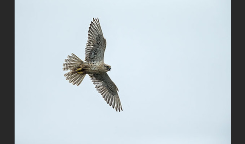 Gerfalke (Falco rusticolus)