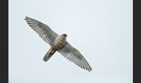 Gerfalke (Falco rusticolus)