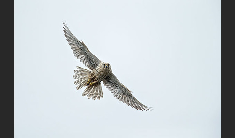 Gerfalke (Falco rusticolus)