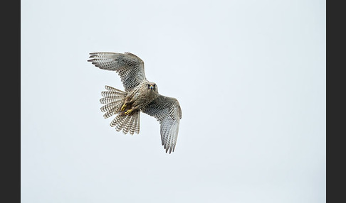 Gerfalke (Falco rusticolus)