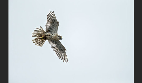 Gerfalke (Falco rusticolus)