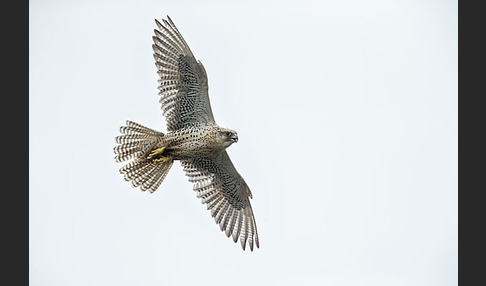 Gerfalke (Falco rusticolus)