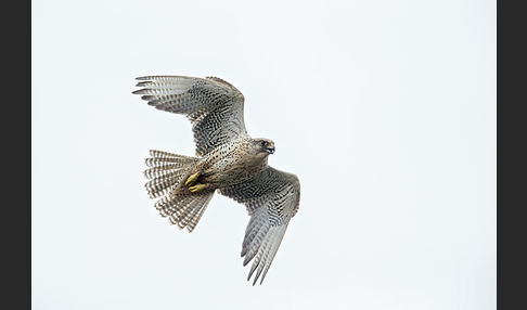 Gerfalke (Falco rusticolus)