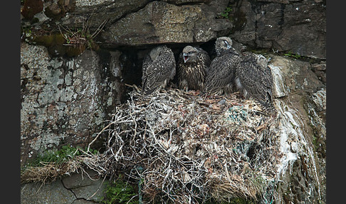 Gerfalke (Falco rusticolus)