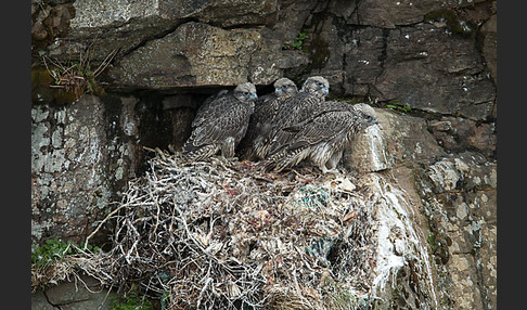 Gerfalke (Falco rusticolus)