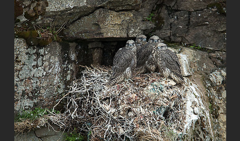 Gerfalke (Falco rusticolus)