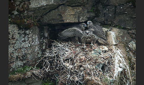 Gerfalke (Falco rusticolus)