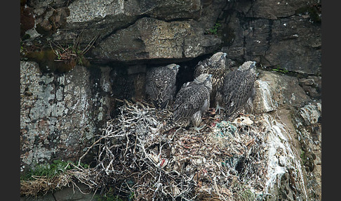 Gerfalke (Falco rusticolus)