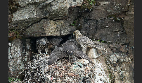 Gerfalke (Falco rusticolus)