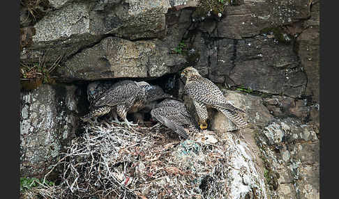 Gerfalke (Falco rusticolus)