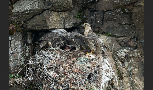 Gerfalke (Falco rusticolus)