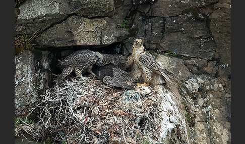 Gerfalke (Falco rusticolus)