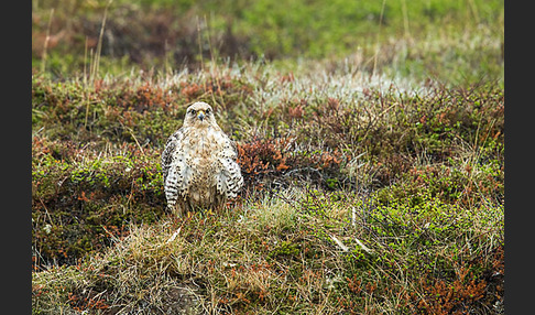 Gerfalke (Falco rusticolus)