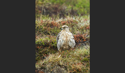 Gerfalke (Falco rusticolus)