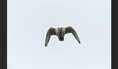 Gerfalke (Falco rusticolus)
