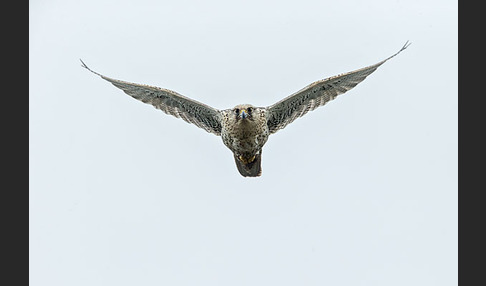 Gerfalke (Falco rusticolus)