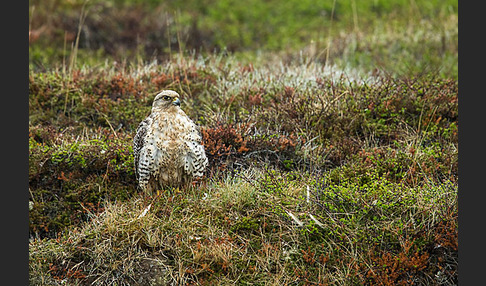 Gerfalke (Falco rusticolus)