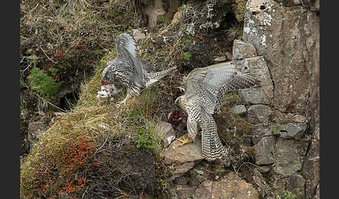 Gerfalke (Falco rusticolus)