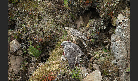 Gerfalke (Falco rusticolus)