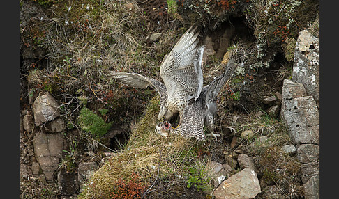 Gerfalke (Falco rusticolus)