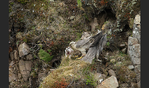 Gerfalke (Falco rusticolus)