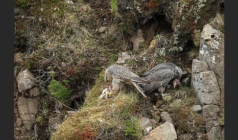 Gerfalke (Falco rusticolus)