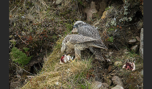 Gerfalke (Falco rusticolus)