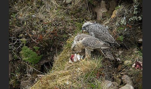 Gerfalke (Falco rusticolus)