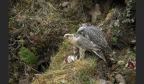 Gerfalke (Falco rusticolus)