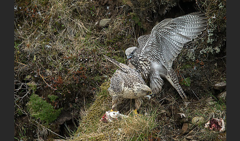 Gerfalke (Falco rusticolus)