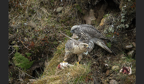 Gerfalke (Falco rusticolus)