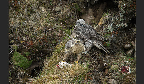 Gerfalke (Falco rusticolus)