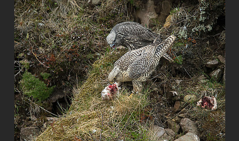 Gerfalke (Falco rusticolus)