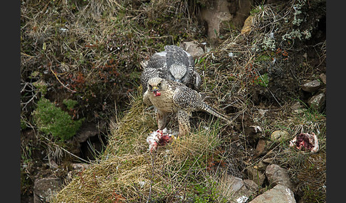 Gerfalke (Falco rusticolus)