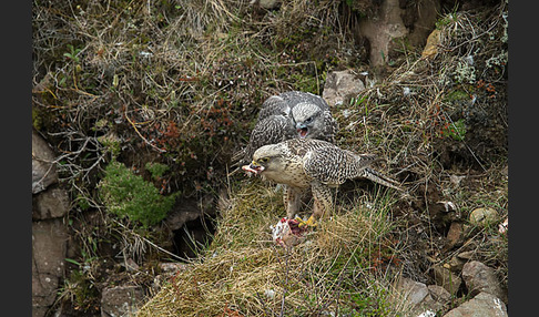 Gerfalke (Falco rusticolus)