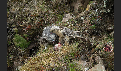 Gerfalke (Falco rusticolus)