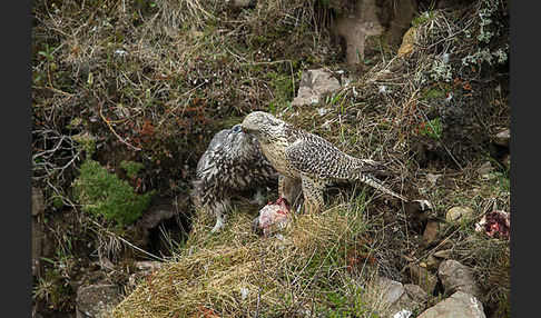 Gerfalke (Falco rusticolus)