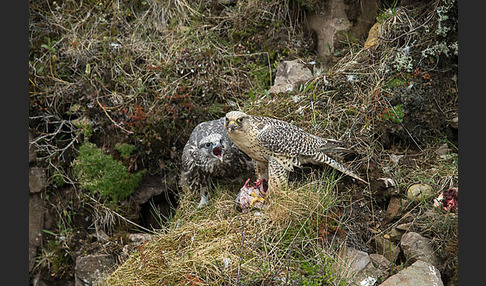 Gerfalke (Falco rusticolus)