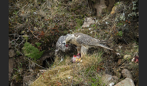 Gerfalke (Falco rusticolus)