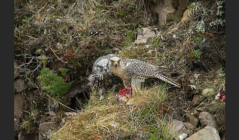 Gerfalke (Falco rusticolus)